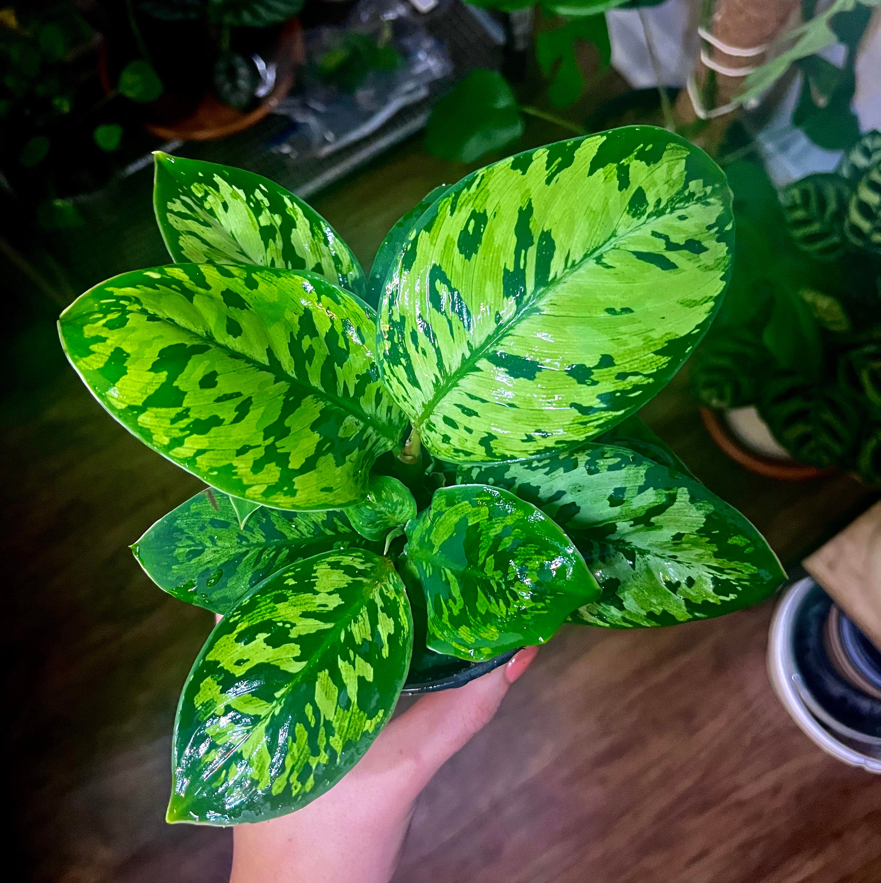 Homolamena Camoflauge starter plant **(ALL plants require you to purchase ANY 2 plants!)**