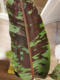 Musa Zebrina Rojo starter plant **(ALL plants require you to purchase ANY 2 plants!)**