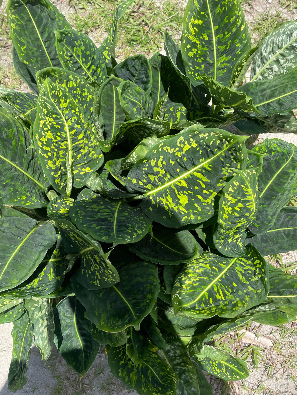 Diffenbachia Reflector XL plant **(ALL plants require you to purchase ANY 2 plants!)**