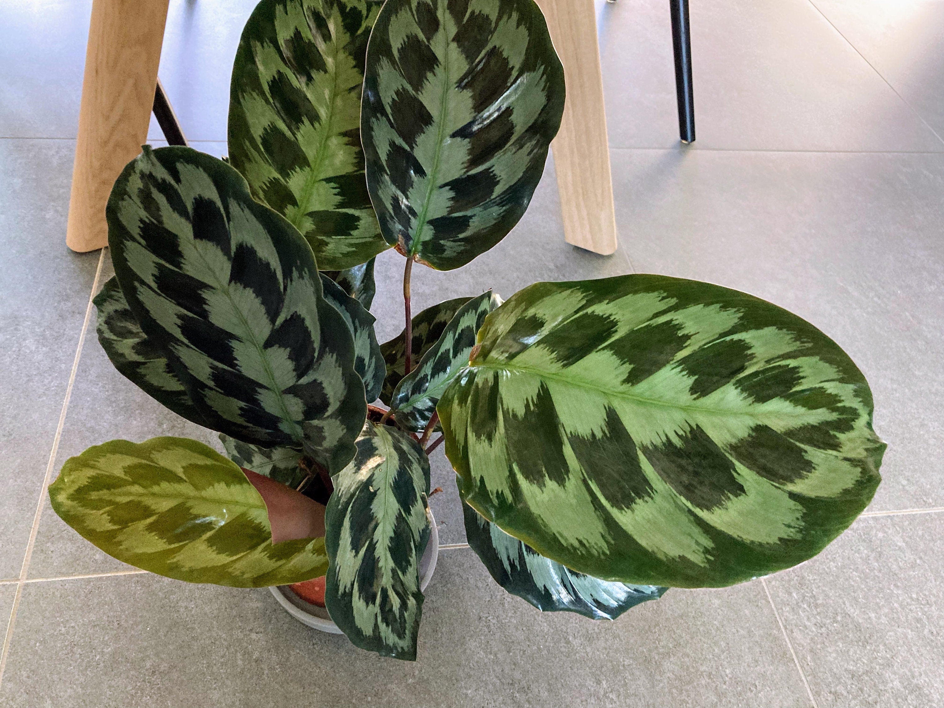Calathea Helen Kennedy starter plant **(ALL plants require you to purchase ANY 2 plants!)**