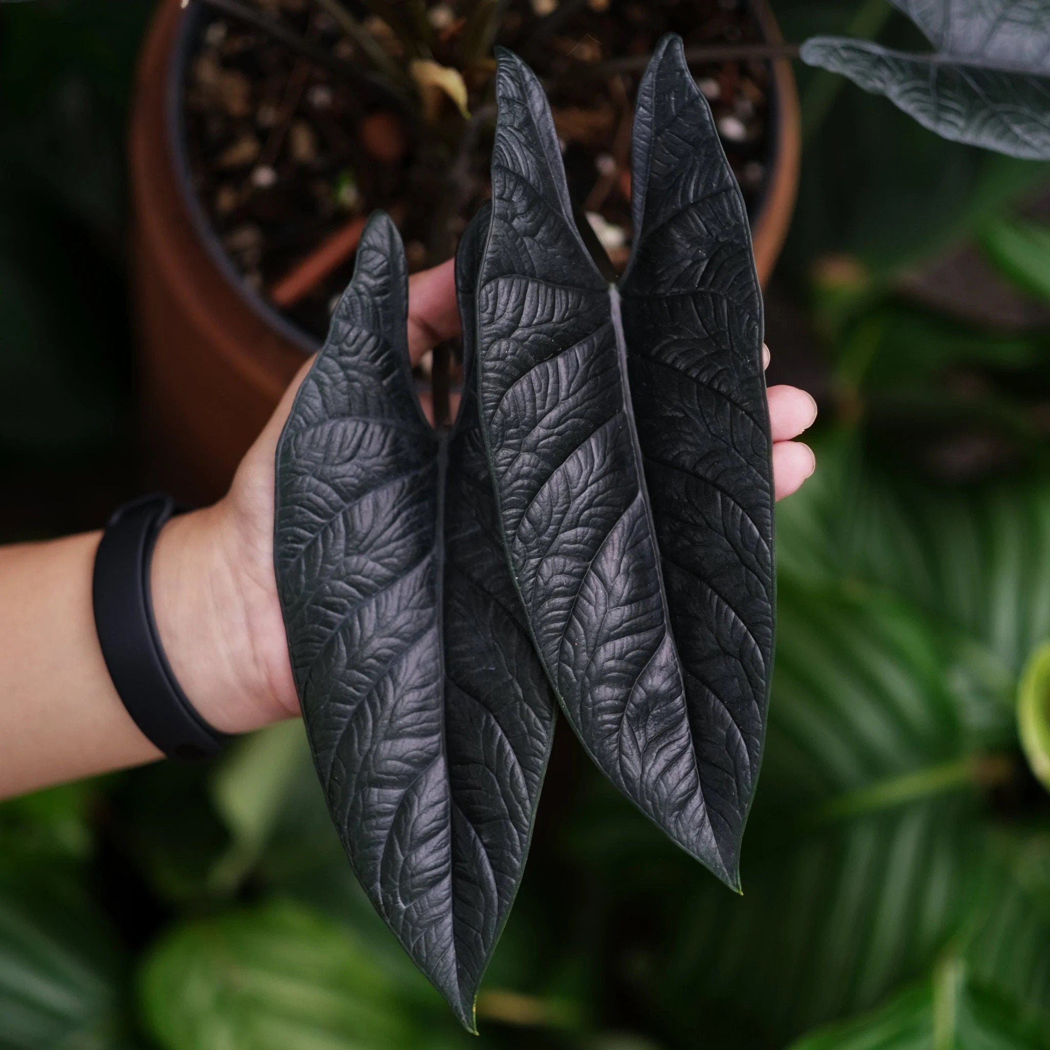 Alocasia Scalprum RARE starter plant **(MUST purchase ANY 2 plants to complete order!)**