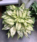 Aglaonema Snow white starter plant **(ALL plants require you to purchase ANY 2 plants!)**