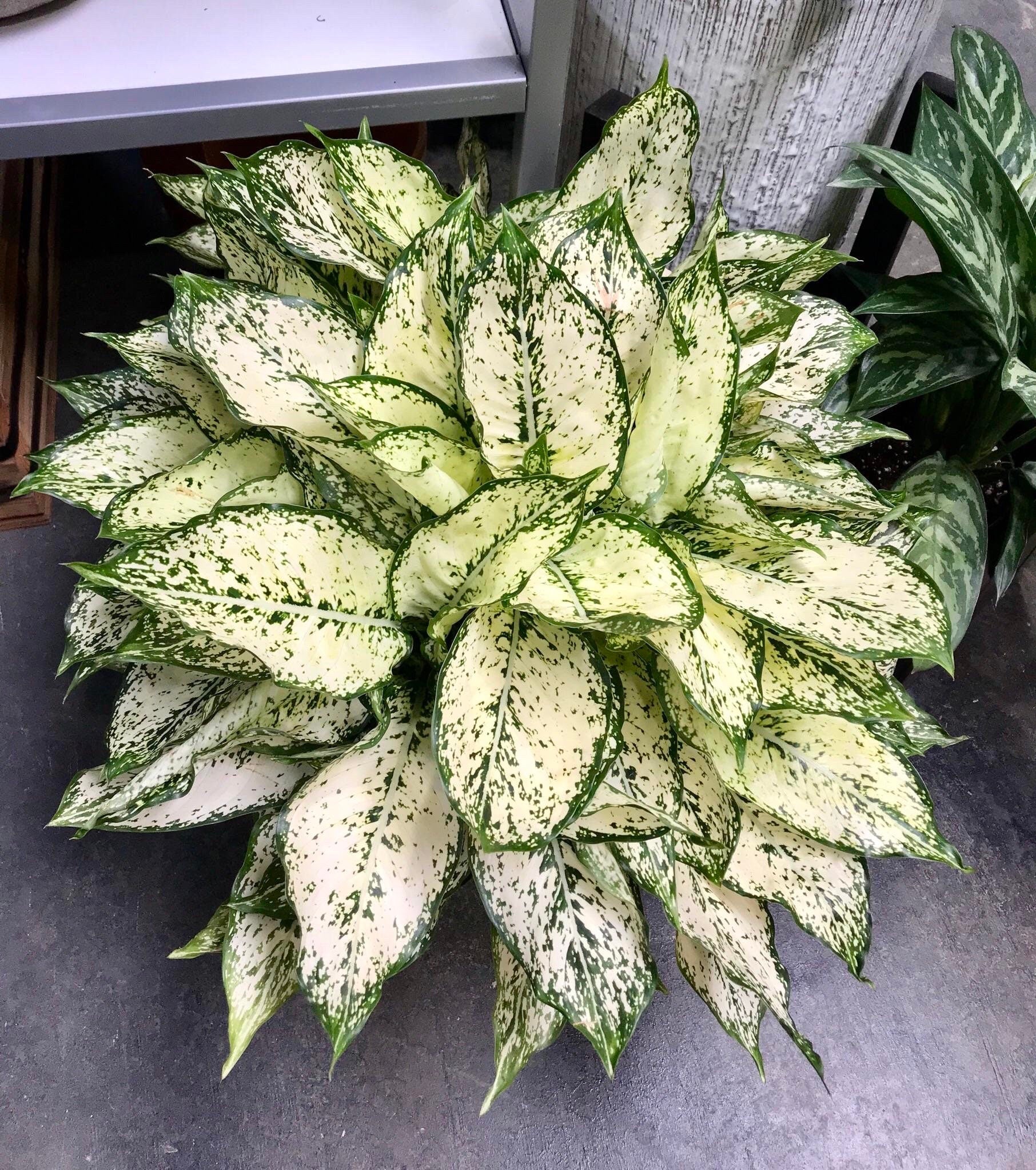 Aglaonema Snow white starter plant **(ALL plants require you to purchase ANY 2 plants!)**