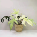Philodendron White Ghost starter plant **(ALL plants require you to purchase ANY 2 plants!)**