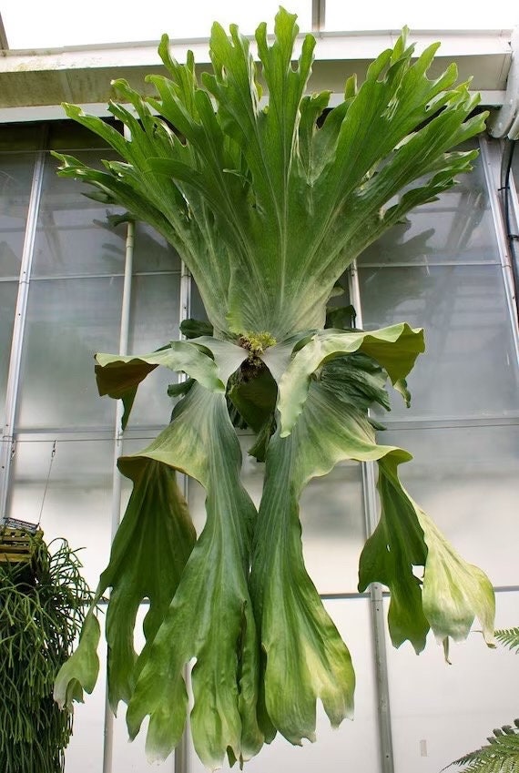 Elephant Ear elk staghorn fern starter plant **(ALL plants require you to purchase ANY 2 plants!)**