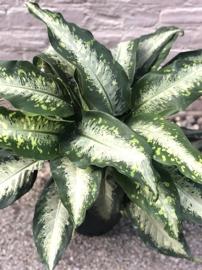 Diffenbachia Panther starter plant **(ALL plants require you to purchase ANY 2 plants!)**