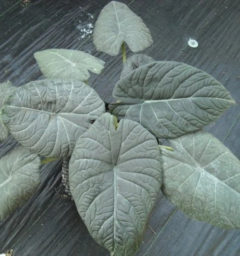 Alocasia Maharani starter plant **(ALL plants require you to purchase ANY 2 plants!)**