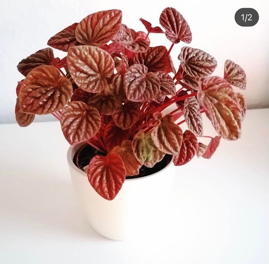 Peperomia Luna red 2” plant **(ALL plants require you to purchase ANY 2 plants!)**