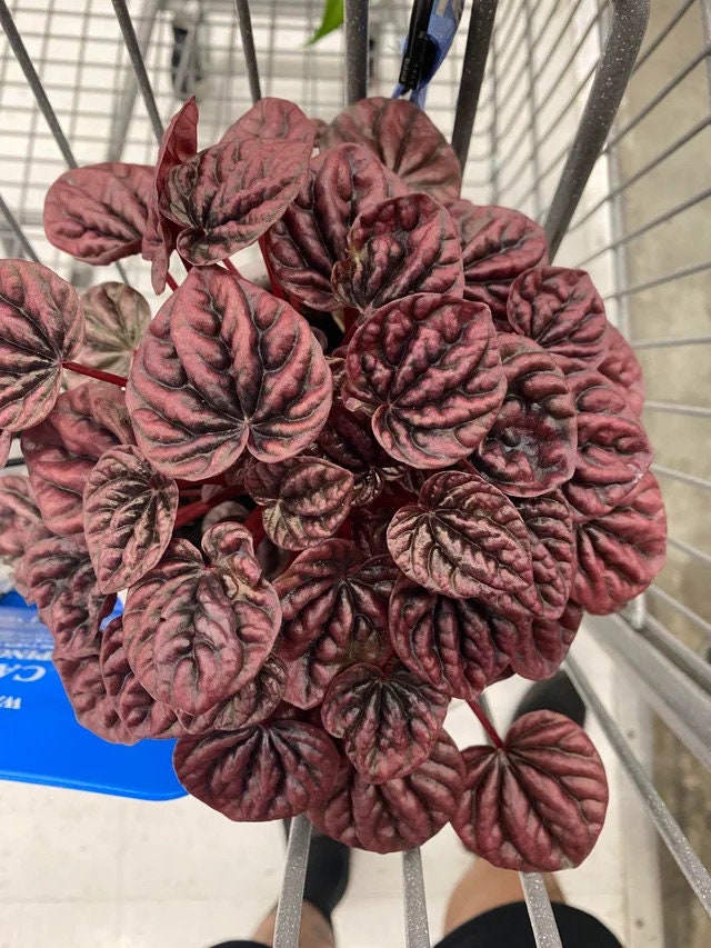 Peperomia Red Beauty starter plant **(ALL plants require you to purchase ANY 2 plants!)**