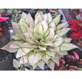 Aglaonema Super white 4” plant **(ALL plants require you to purchase ANY 2 plants!)**
