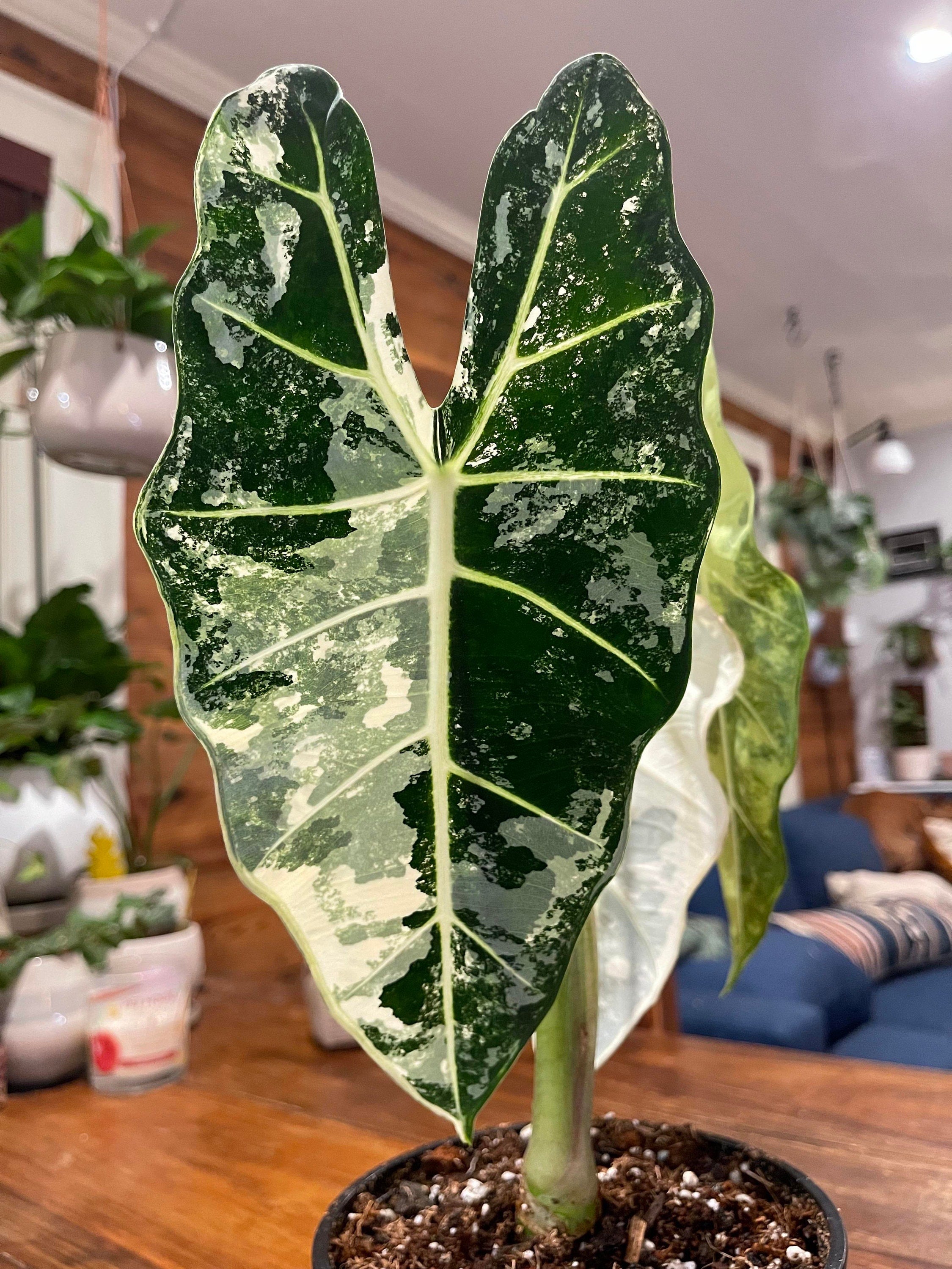 Alocasia Variegated Frydek starter plant **(ALL plants require you to purchase ANY 2 plants!)**
