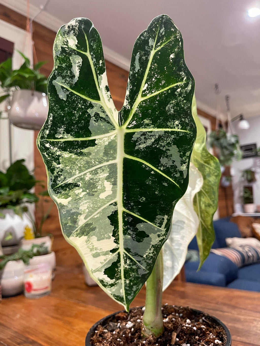 Alocasia Variegated Frydek Large  20 pack