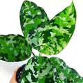 Aglaonema Pictum tricolor starter plant **(ALL plants require you to purchase ANY 2 plants!)**