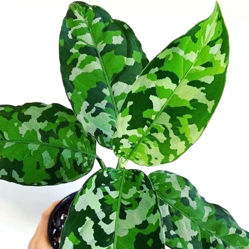 Aglaonema Pictum tricolor starter plant **(ALL plants require you to purchase ANY 2 plants!)**