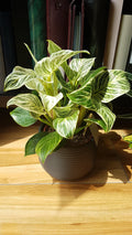 Philodendron White measure starter plant **(ALL plants require you to purchase ANY 2 plants!)**