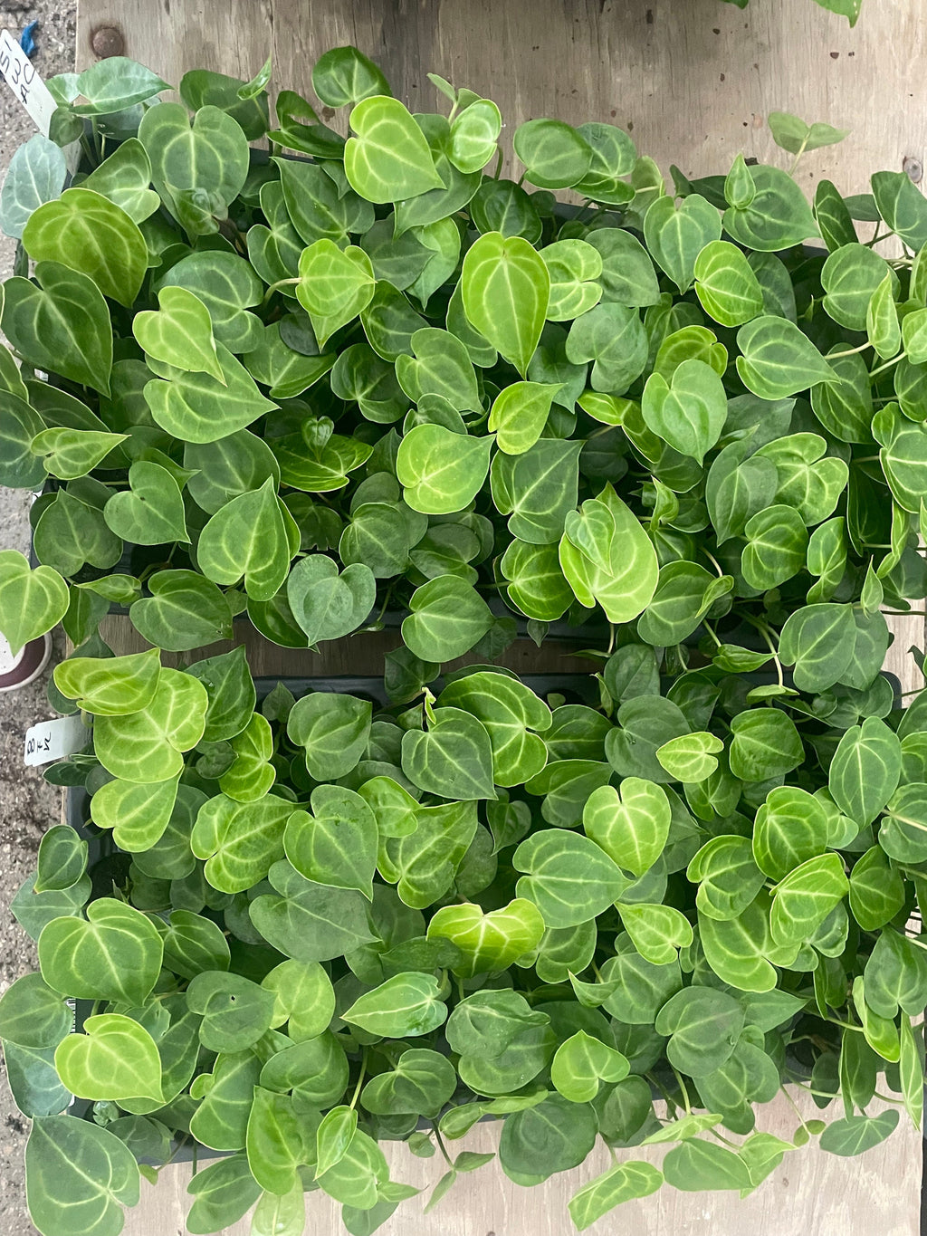 Anthurium Clarinervium (20 pack) starter plants