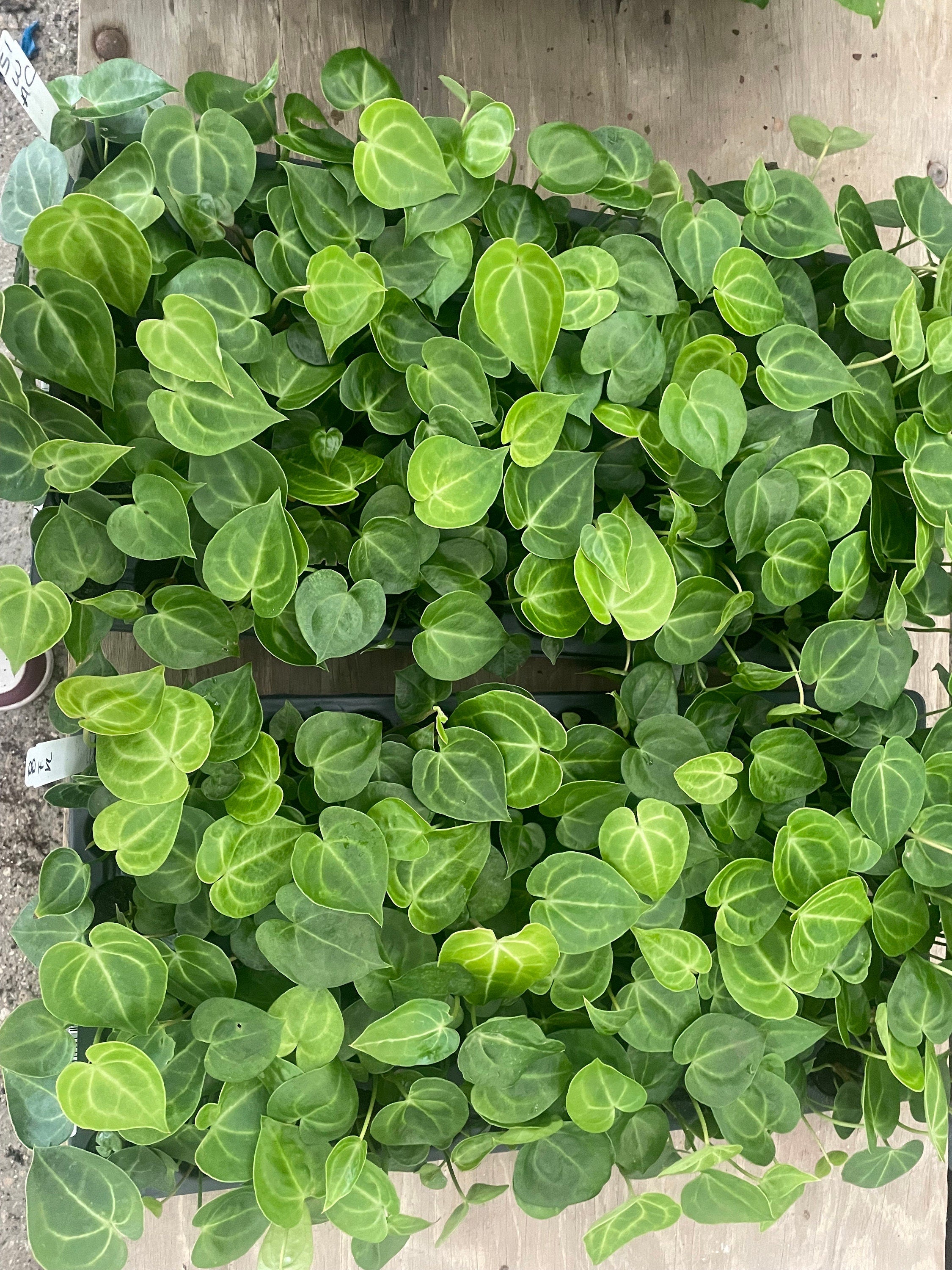 Anthurium Clarinervium (20 pack) starter plants