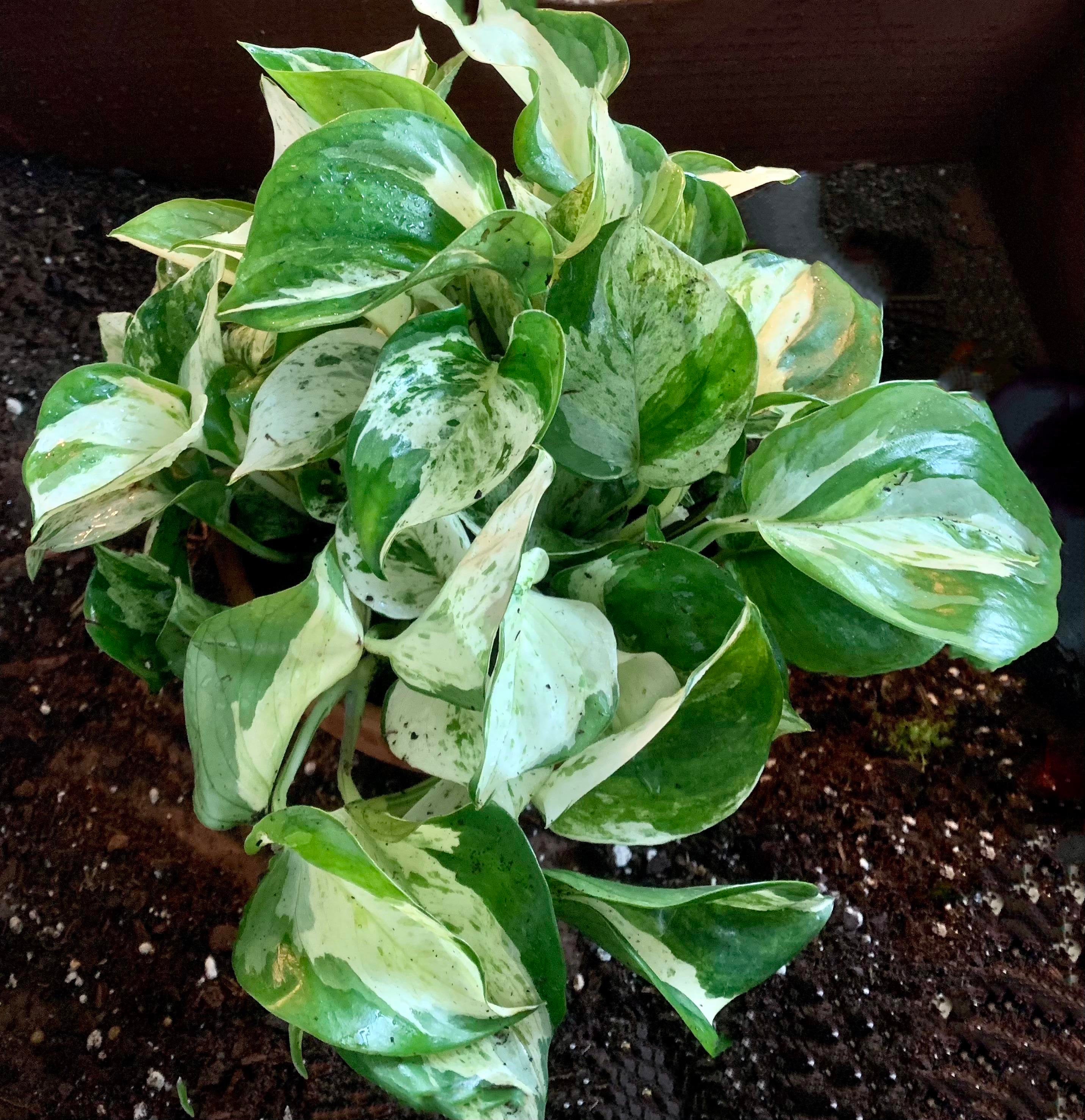 Manjula pothos rare starter plant **(ALL plants require you to purchase ANY 2 plants!)**