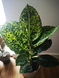 Diffenbachia Reflector 4” plant **(ALL plants require you to purchase ANY 2 plants!)**