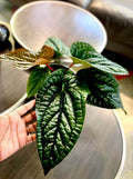 Anthurium Radicans X Luxurians rare 4” plant **(ALL plants require you to purchase ANY 2 plants!)**