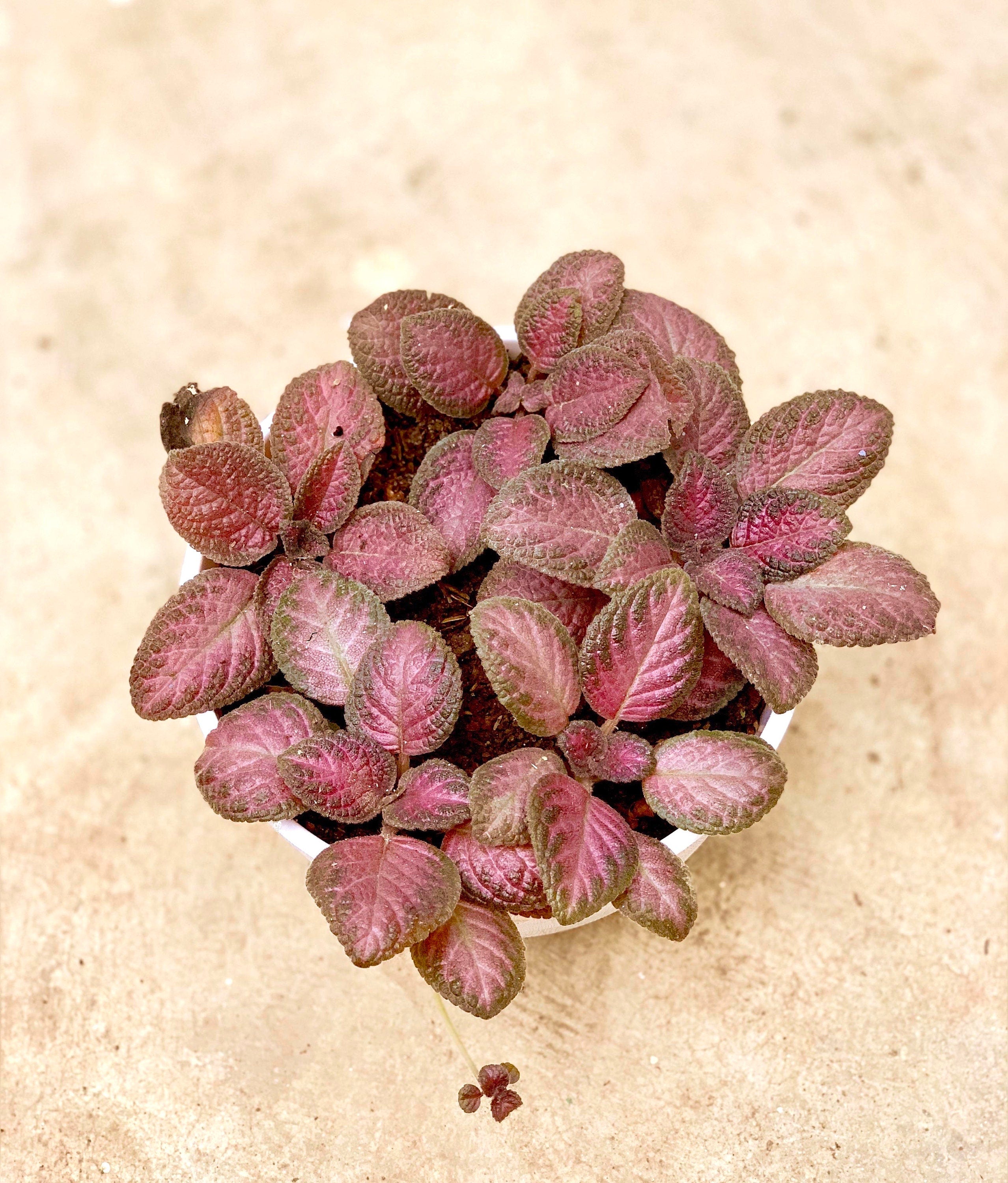 Episcia pink Gator variegated flowering African violet starter plant **(ALL plants require you to purchase ANY 2 plants!)**