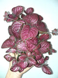 Episcia pink temptation variegated flowering African violet starter plant **(ALL plants require you to purchase ANY 2 plants!)**