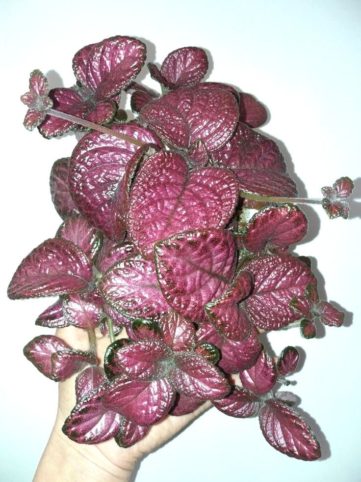 Episcia pink temptation variegated flowering African violet starter plant **(ALL plants require you to purchase ANY 2 plants!)**