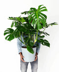 Monstera Deliciosa round form 4” plant **(ALL plants require you to purchase ANY 2 plants!)**