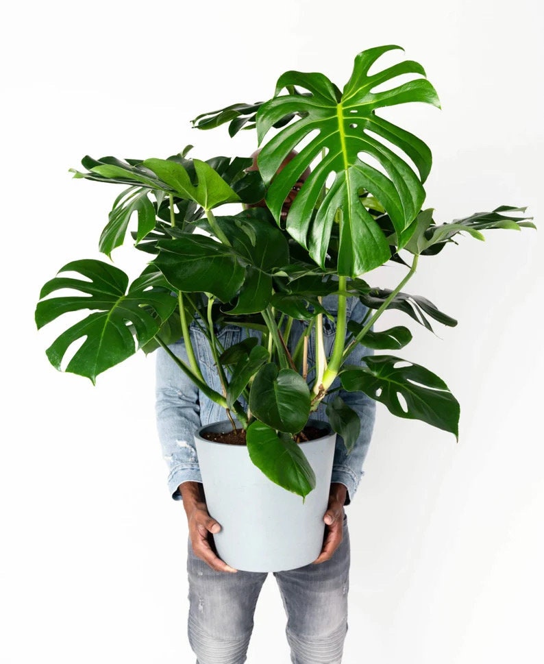 Monstera Deliciosa round form 4” plant **(ALL plants require you to purchase ANY 2 plants!)**