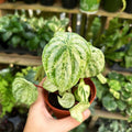Peperomia watermelon variegated gold dust starter plant **(ALL plants require you to purchase ANY 2 plants!)**