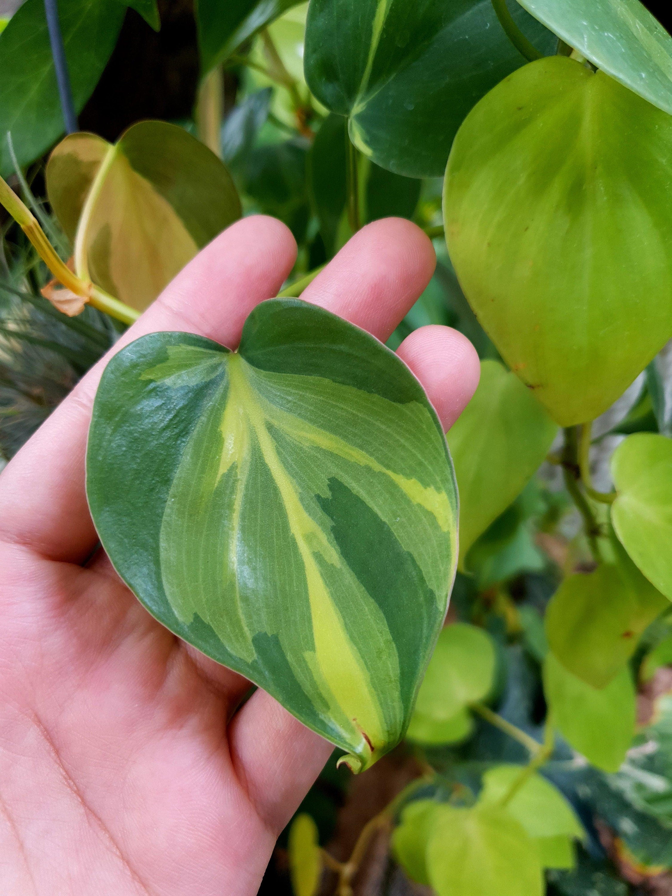 Philodendron Variegated heartleaf “Brasil”  starter plant **(ALL plants require you to purchase ANY 2 plants!)**