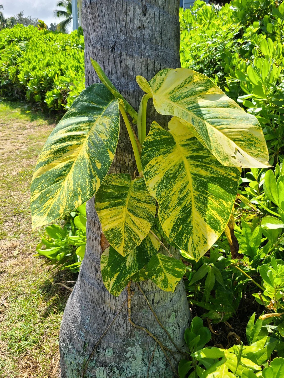Giant Hawaiian Pothos starter plants (10 pack)  **(ALL plants require you to purchase ANY 2 plants!)**