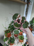 Variegated strawberry begonia beginner Starter plant **(ALL plants require you to purchase ANY 2 plants!)**