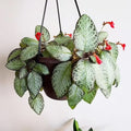 Episcia Silver Screen 2” plant **(ALL plants require you to purchase ANY 2 plants!)**