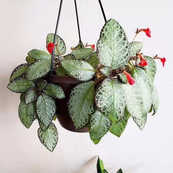 Episcia Silver Screen 2” plant **(ALL plants require you to purchase ANY 2 plants!)**