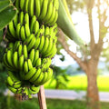 Dwarf cavendish (mini banana ) starter plant **(ALL plants require you to purchase ANY 2 plants!)**