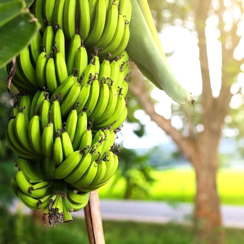 Dwarf cavendish (mini banana ) starter plant **(ALL plants require you to purchase ANY 2 plants!)**
