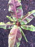 Musa “blood banana” starter plant **(ALL plants require you to purchase ANY 2 plants!)**