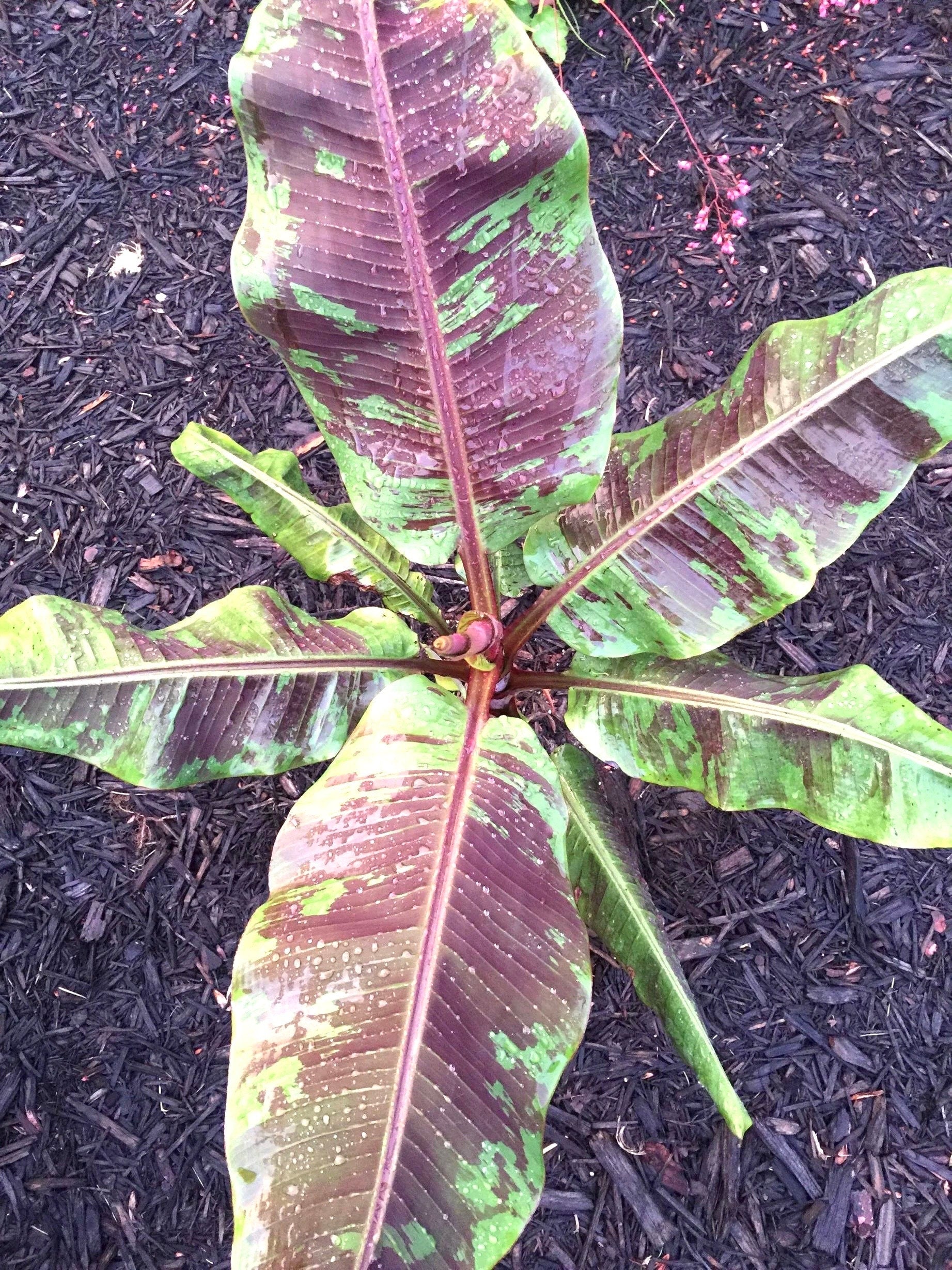 Musa “blood banana” starter plant **(ALL plants require you to purchase ANY 2 plants!)**