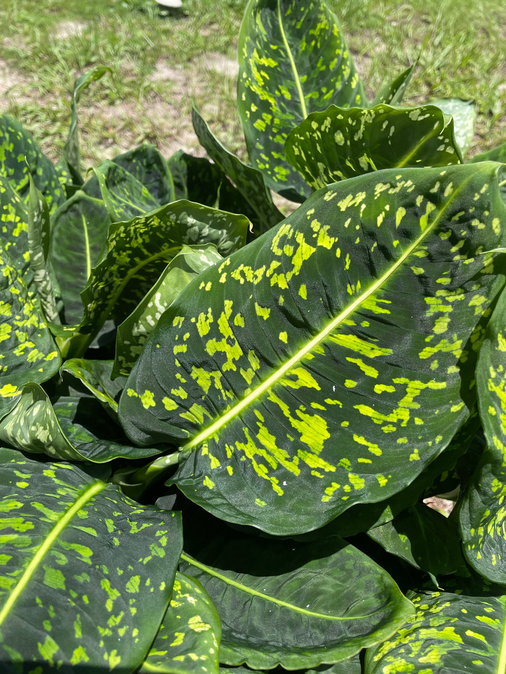 Diffenbachia Reflector XL plant **(ALL plants require you to purchase ANY 2 plants!)**