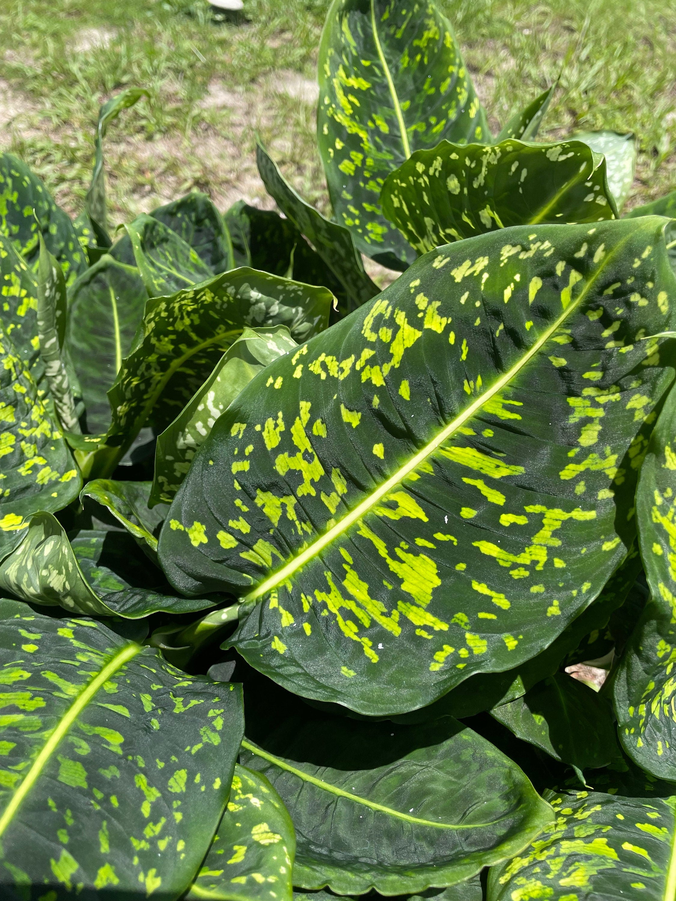 Diffenbachia Reflector XL plant **(ALL plants require you to purchase ANY 2 plants!)**