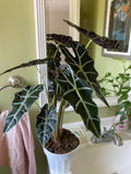 Alocasia Polly (5 pack) “starter plants”