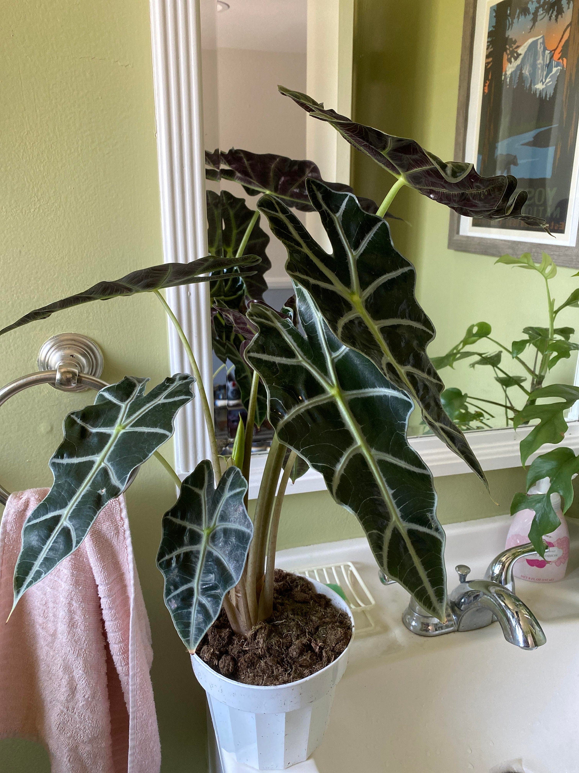 Alocasia Polly (5 pack) “starter plants”