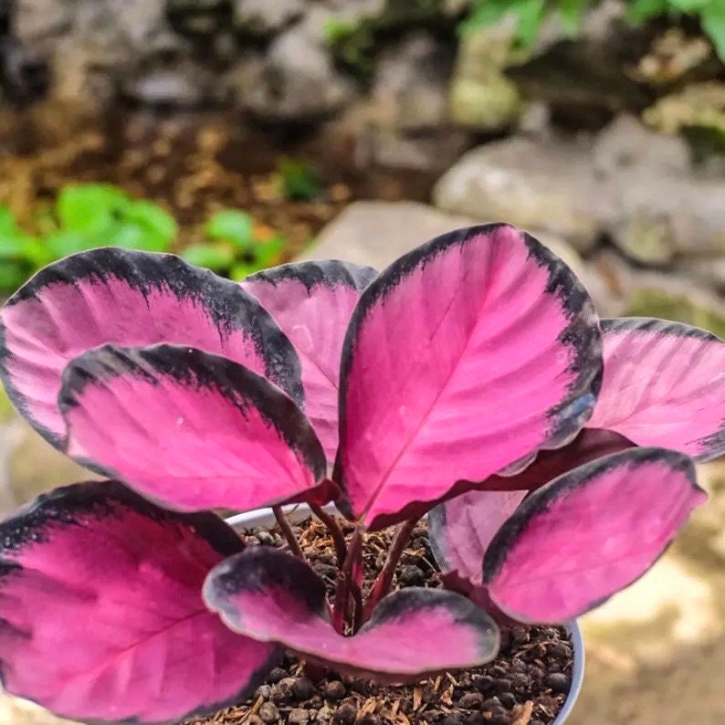 Calathea Crimson starter plant **(ALL plants require you to purchase ANY 2 plants!)**