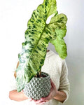 Philodendron Paraiso Verde 4” plant **(ALL plants require you to purchase ANY 2 plants!)**