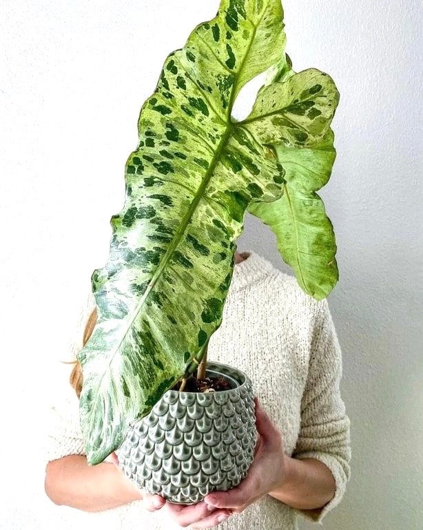 Philodendron Paraiso Verde 4” plant **(ALL plants require you to purchase ANY 2 plants!)**