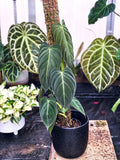 Philodendron Melanochrysum 2” plant **(ALL plants require you to purchase ANY 2 plants!)**