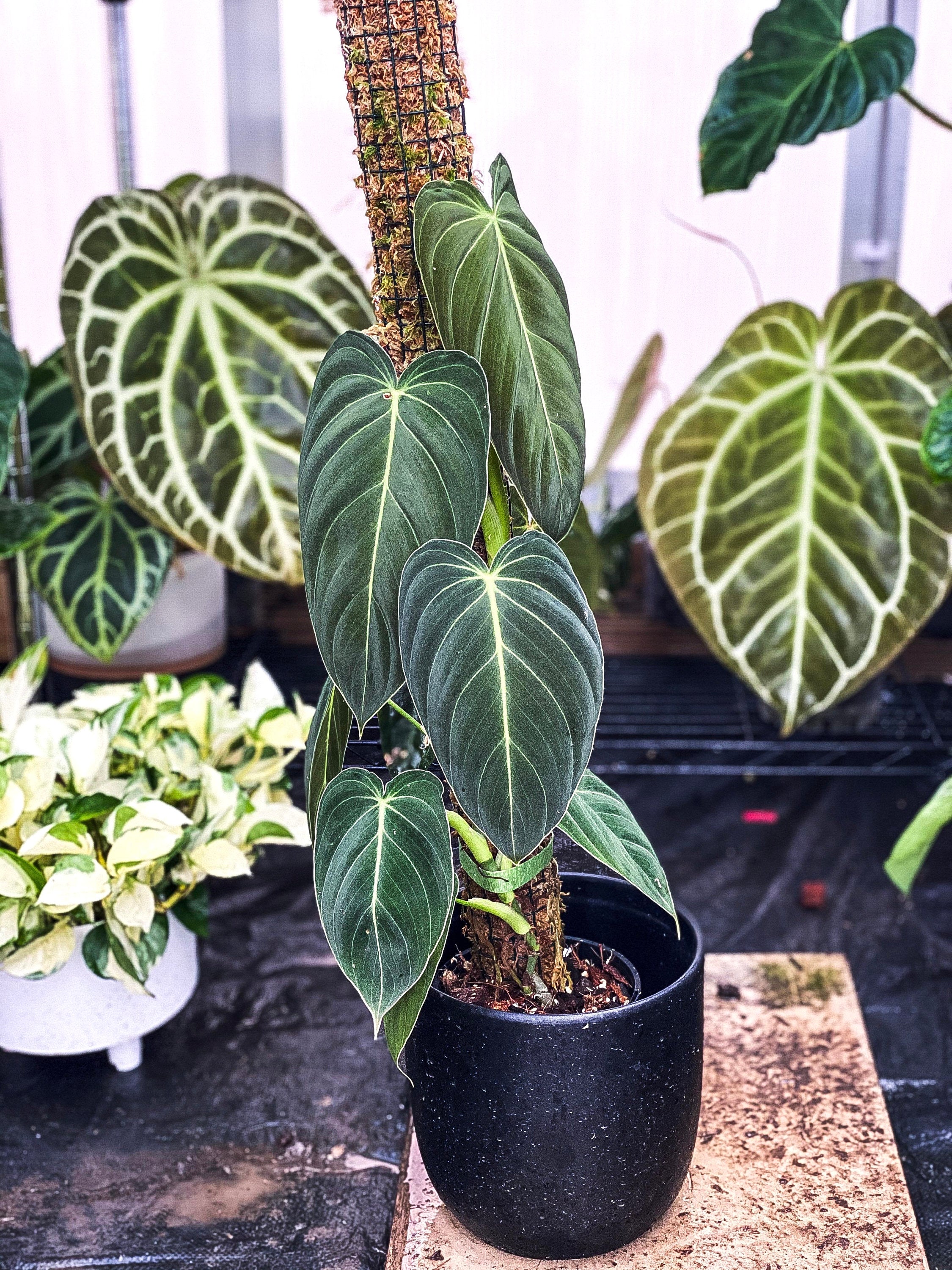 Philodendron Melanochrysum 2” plant **(ALL plants require you to purchase ANY 2 plants!)**