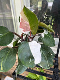 Philodendron White Knight 2” plant **(ALL plants require you to purchase ANY 2 plants!)**