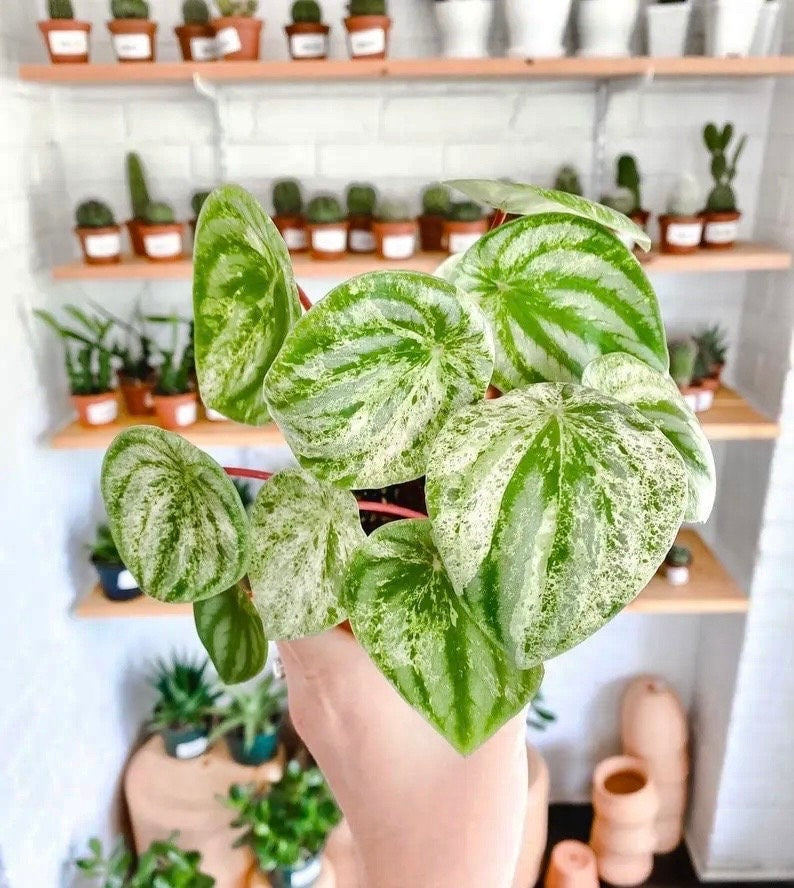 Peperomia watermelon variegated gold dust 2” plant **(ALL plants require you to purchase ANY 2 plants!)**